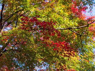 Leaves in the process of turning orange at the start of Autumn.