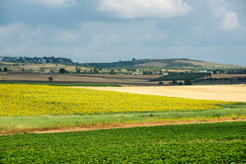Agricultural fields ripe for harvest in the Latrun area of Ayalon Valley, overlooking the villages of Kfar Bin-Nun and Karmei Yosef, Central Israel lowlands