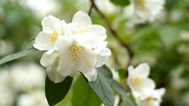 White flowers of jasmine or Jasminum officinale swing on bush in light wind in springtime. Close-up.