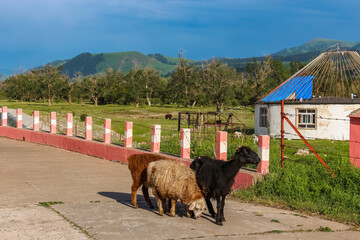 Xinjiang goats roaming a pathway in Kalajun Grassland
