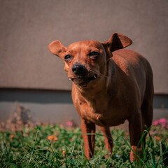 
a dog lying on green grass while fooling around