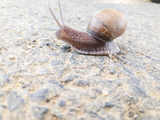 Cute looking snail