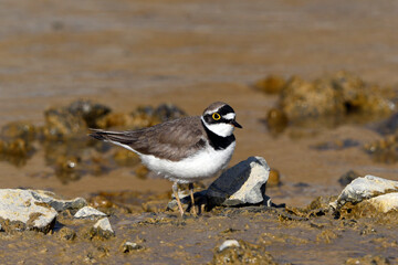 Little ringed plover / Flussregenpfeifer (Charadrius dubius) 