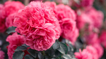 Pink roses. Background of blooming roses. garden of roses. Nature.