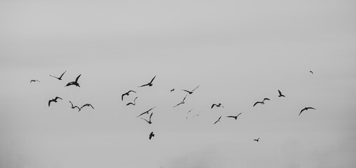 Flying flock of birds