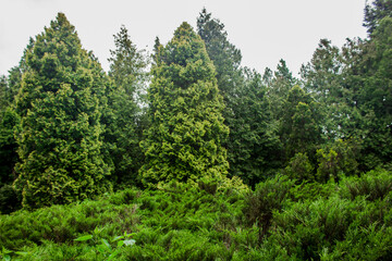 Fototapeta na wymiar Green, coniferous botanical park in the city. Christmas trees on a background of gray sky. Evergreen trees. Dense forest with a juniper and Christmas trees. Quiet place.