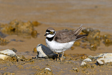 Flussregenpfeifer (Charadrius dubius) - Little ringed plover