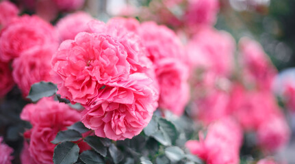 Pink roses. Background of blooming roses. garden of roses. Nature.
