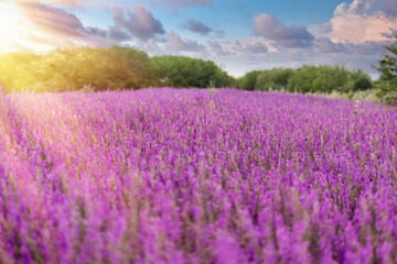Selective and soft focus on purple flower, beautiful meadow landscape in late afternoon - dusk, beautiful nature in spring