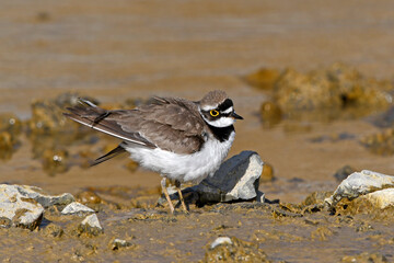 Flussregenpfeifer (Charadrius dubius) - Little ringed plover