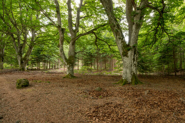 arbre ,foret, chemin