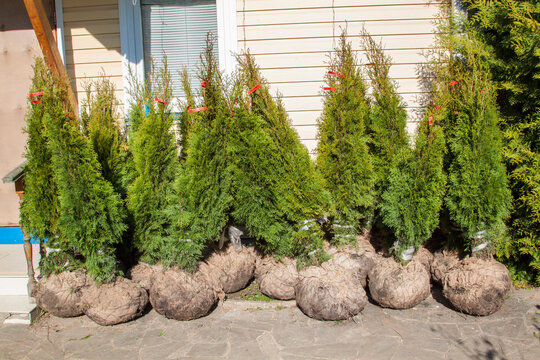 Natural green coniferous Thuja in bags with soil for outdoor planting