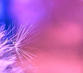 Abstract blurred nature pink background dandelion seeds with drops of water. Macro photo. Selective focus. Copy space.