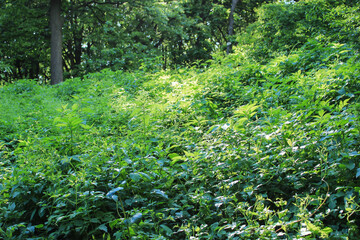 Fototapeta premium Sunlight on a field of high nettles. Dense field with tall green grass. Prickly vegetation in the summer forest. Body light reflected on the foliage.