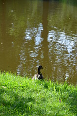 Staatspark Karlsaue, Kassel Germany