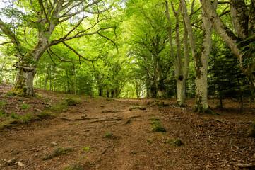 arbre ,foret, chemin