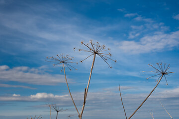 dry flower of the umbrella family - Heracleum against the blue sky. Hogweed - a poisonous plant