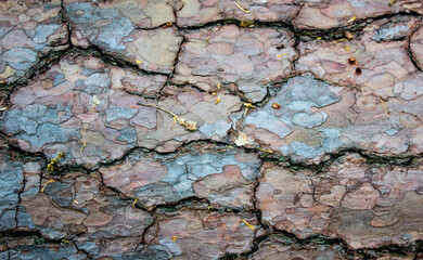 Tree bark texture close up