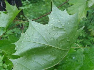 там где клен шумит