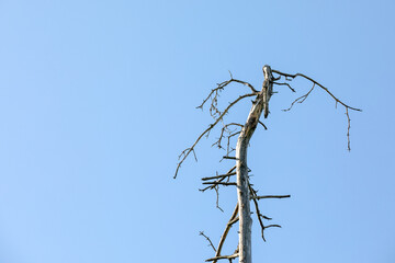 Withered pine tree. Fungus, diseases, insects and weathering. Blue sky