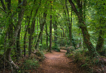 El bosque magico