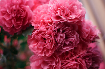 Pink roses. Background of blooming roses. garden of roses. Nature.