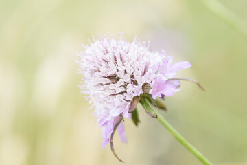 Scabious flower in the field.
