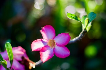 Azalea flower
