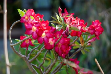 Azalea flower
