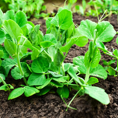 Young pea shoots. Sprouts of green young peas grow on the bench.