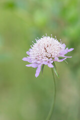 Lilac scabious flower.