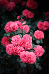 Obraz premium Pink roses. Background of blooming roses. garden of roses. Nature.