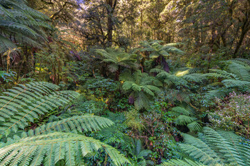 The beautiful landscape of the southern island of New Zealand is a mountain range of lake forests.