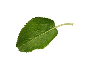 one small leaf of apple tree isolated on white background