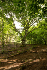 arbre ,foret, chemin