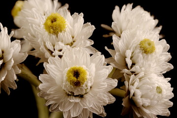 Pearly Everlasting (Anaphalis margaritacea). Inflorescence Closeup