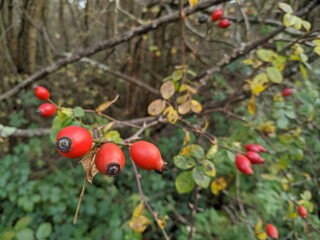 red berries on a tree