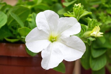 White petunia in a pot