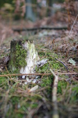 European forest close up in autumn