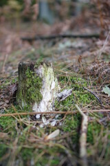 European forest close up in autumn