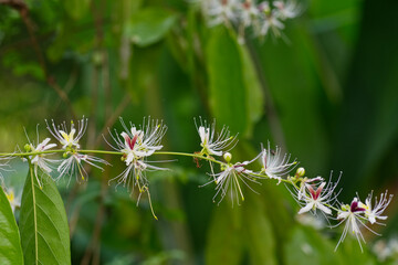 Capparis micracantha flowers