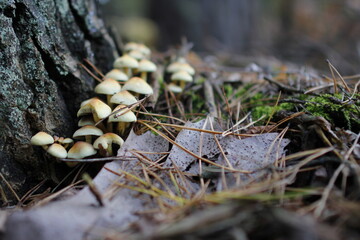 European forest close up in autumn