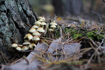 European forest close up in autumn