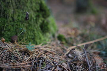European forest close up in autumn