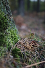 European forest close up in autumn