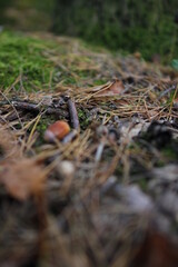 European forest close up in autumn