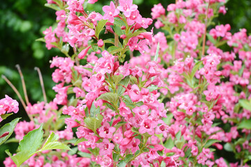 A close up on a beautiful ornamental weigela florida flowering shrub, blooming bush with pink flowers in spring.