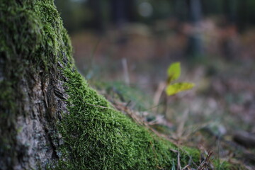 European forest close up in autumn