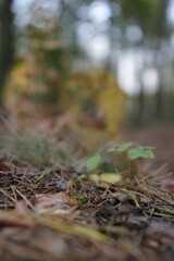 European forest close up in autumn