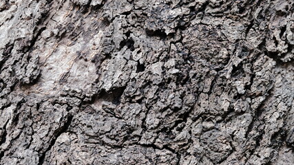 Bark old wooden background wallpaper